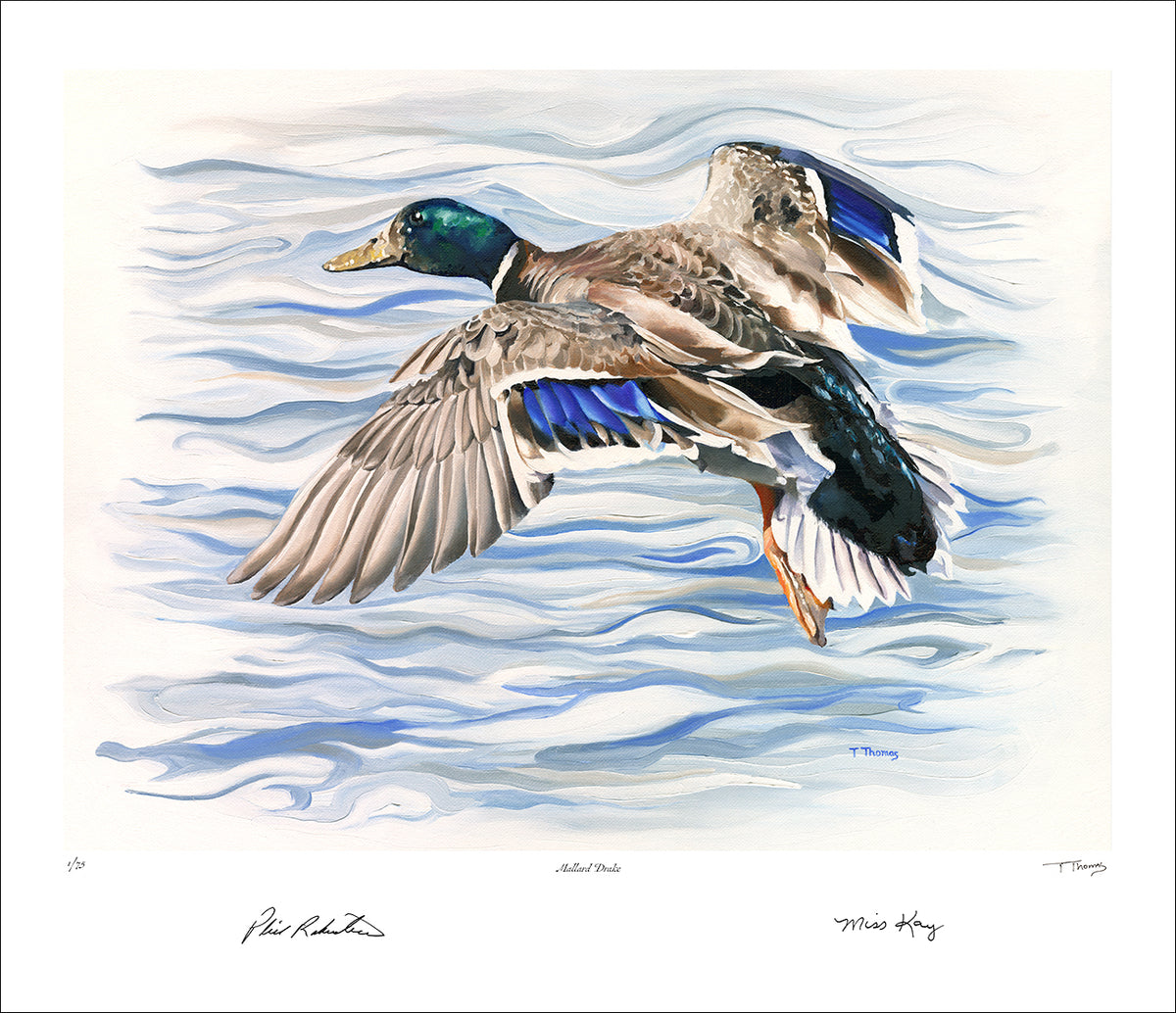Limited Edition Mallard Drake Fine Art Print Tony Thomas Art